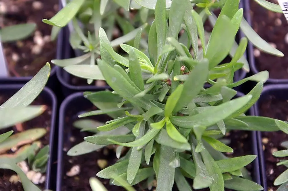 Best Perennial Herbs Garden Plants French Tarragon 2 Best Perennial Herbs Garden Plants French Tarragon 2