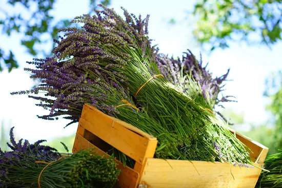 Best Perennial Herbs Garden Plants Lavender 2