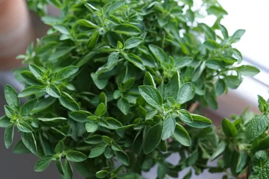 Best Perennial Herbs Garden Plants Lemon Oregano