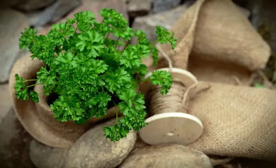 Best Perennial Herbs Garden Plants Lemon Parsley Best Perennial Herbs Garden Plants Lemon Parsley