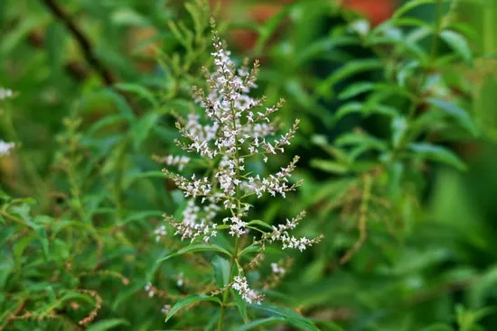Best Perennial Herbs Garden Plants Lemon Verbena