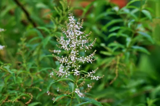 Best Perennial Herbs Garden Plants Lemon Verbena Best Perennial Herbs Garden Plants Lemon Verbena