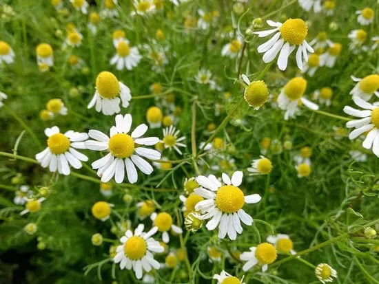 Best Perennial Herbs Garden Plants Roman Chamomile