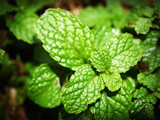 Best Perennial Herbs Garden Plants Spearmint