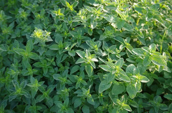 Best Perennial Herbs Garden Plants Sweet Marjoram