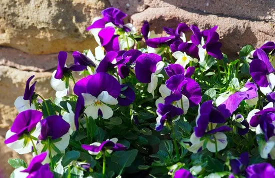 Best Perennial Herbs Garden Plants Viola