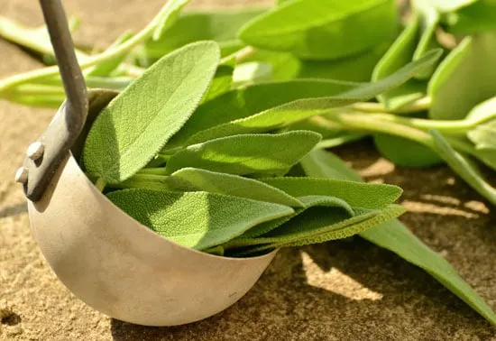 Best Perennial Herbs Garden Sage Best Perennial Herbs Garden Sage