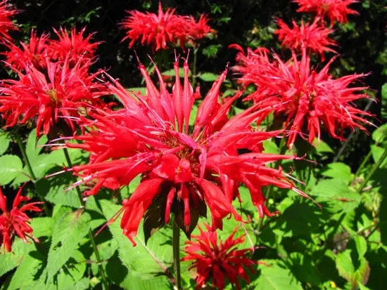 Flowering Herb Plants Bee Balm Flowering Herb Plants Bee Balm