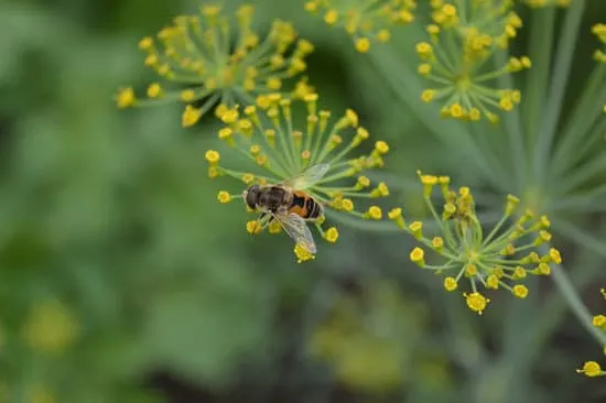 Flowering Herb Plants Dill