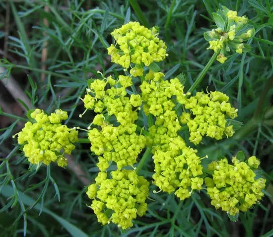 Flowering Herb Plants Fennel