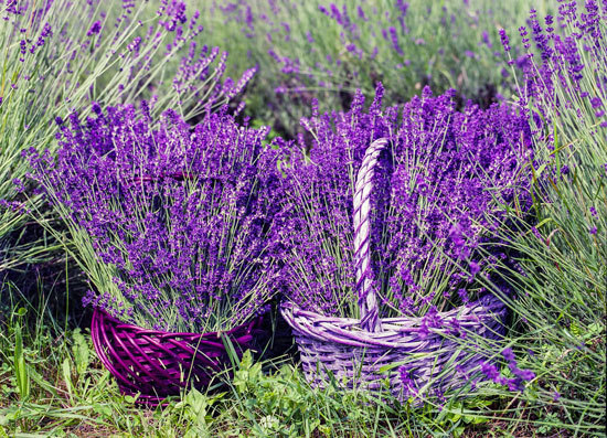 Flowering Herb Plants Lavender Flowering Herb Plants Lavender