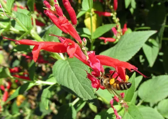 Flowering Herb Plants Pineapple Sage Flowering Herb Plants Pineapple Sage