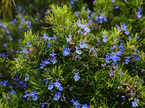 Flowering Herb Plants Rosemary Flowering Herb Plants Rosemary