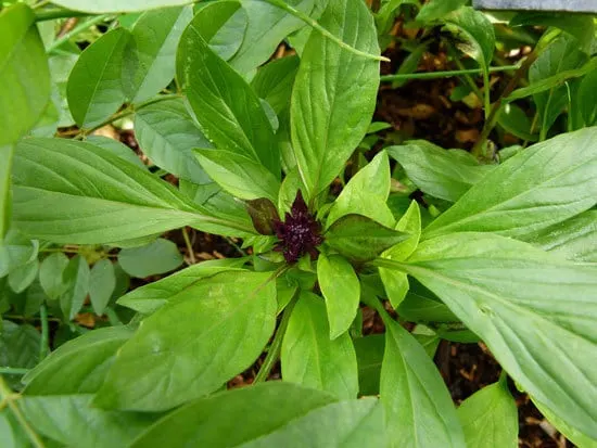 Flowering Herb Plants Thai Basil Flowering Herb Plants Thai Basil