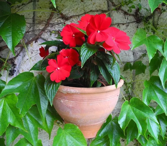Flowers for Window Boxes Impatiens Flowers for Window Boxes Impatiens