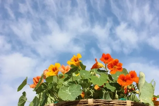 Flowers for Window Boxes Nasturtiums