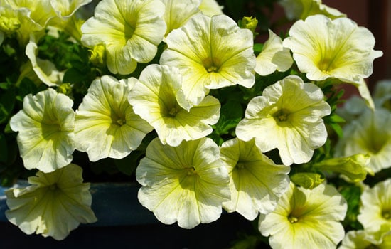 Flowers for Window Boxes Petunias