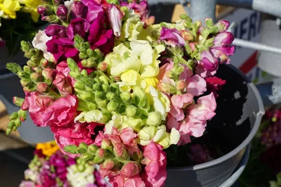 Flowers for Window Boxes Snapdragon