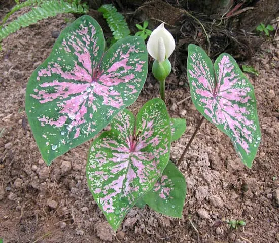Leafy Plants for Window Boxes Caladium Leafy Plants for Window Boxes Caladium