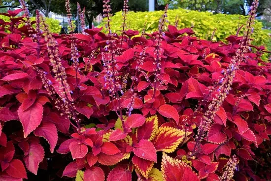 Leafy Plants for Window Boxes Coleus Leafy Plants for Window Boxes Coleus