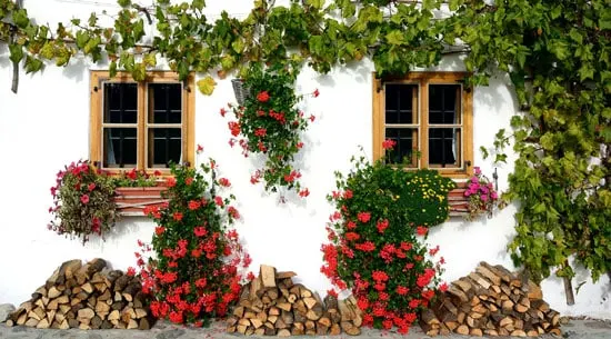 Leafy Plants for Window Boxes Ivy