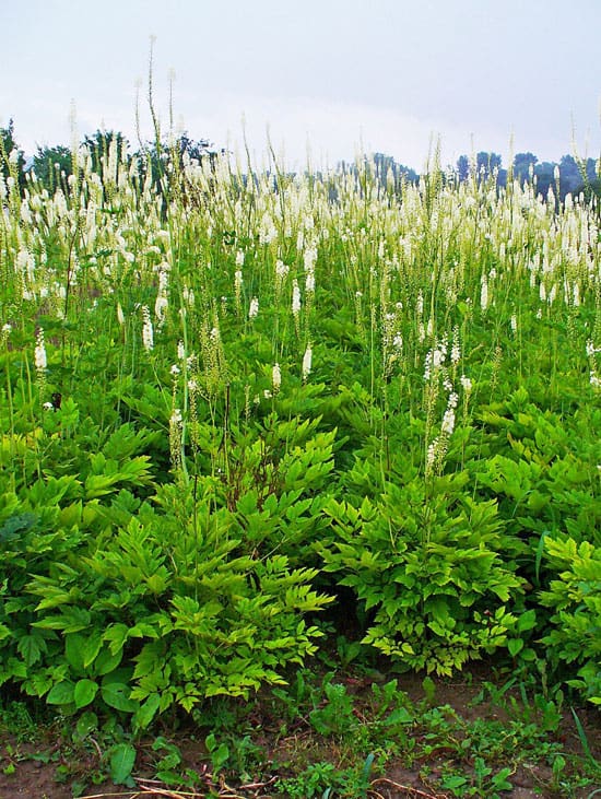 Pretty Flowering Tall Perennials Bugbanes Pretty Flowering Tall Perennials Bugbanes