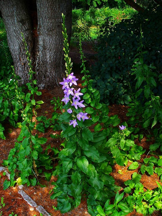 Pretty Flowering Tall Perennials Chimney Bellflower Pretty Flowering Tall Perennials Chimney Bellflower