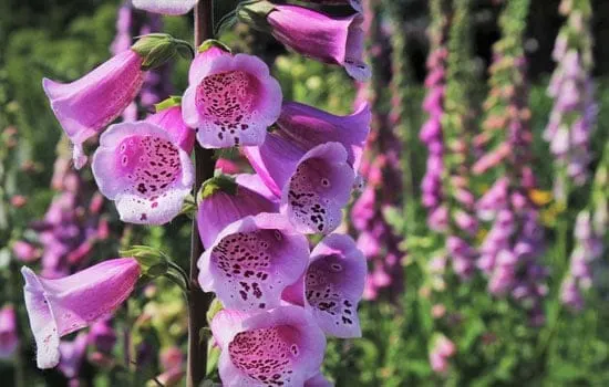 Tall Perennial Flowers Common Foxglove