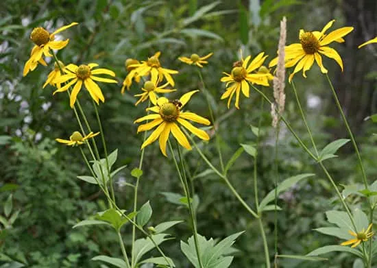 Tall Perennial Flowers Cutleaf Coneflower