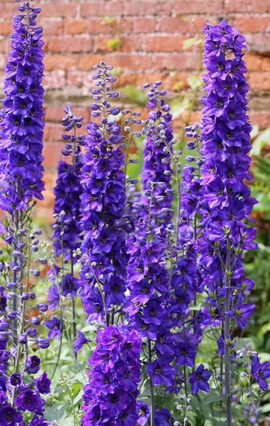 Tall Perennial Flowers Delphinium