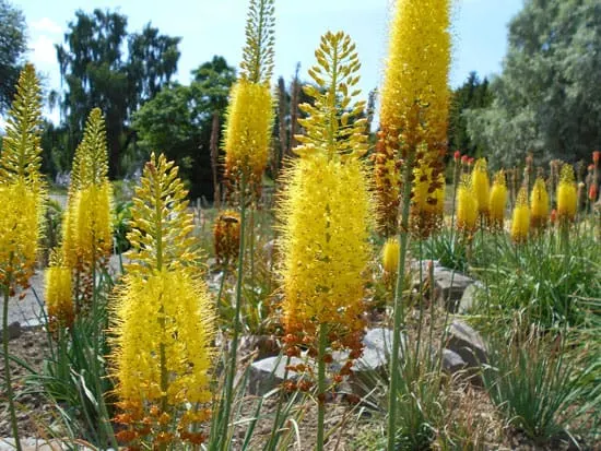 Tall Perennial Flowers Desert Candles