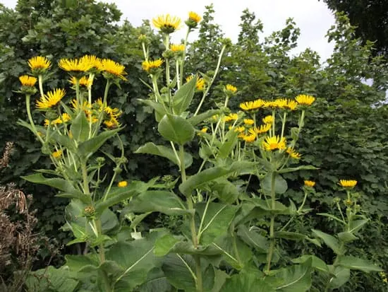 Pretty Flowering Tall Perennials Elecampane Tall Perennial Flowers Elecampane