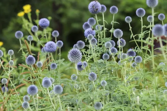 Tall Perennial Flowers Globe Thistles