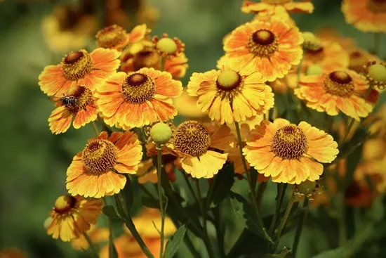 Tall Perennial Flowers Helenium Sneezeweed