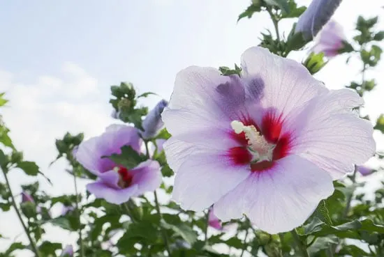 Pretty Flowering Tall Perennials Hibiscus Tall Perennial Flowers Hibiscus