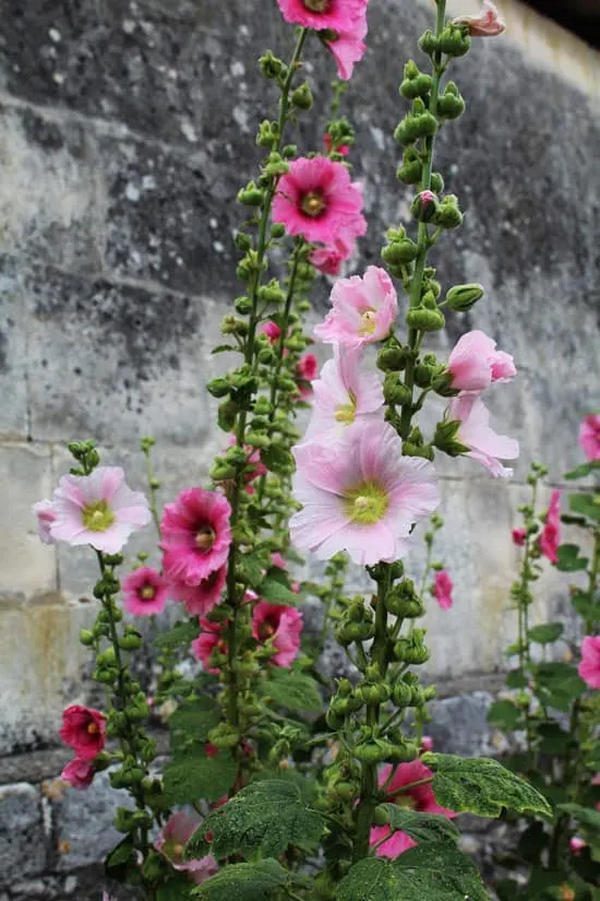 Pretty Flowering Tall Perennials Hollyhock Tall Perennial Flowers Hollyhock