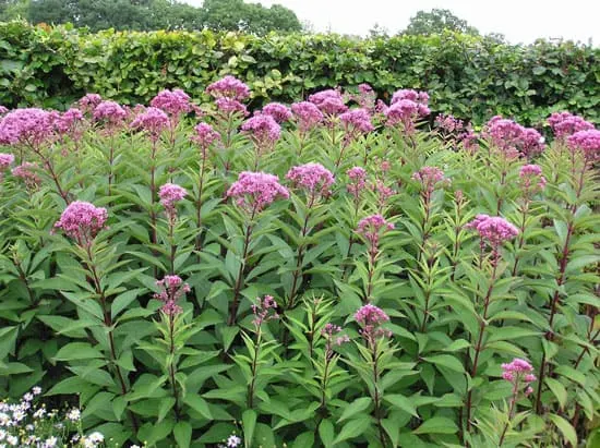Pretty Flowering Tall Perennials Joe Pye Weed Tall Perennial Flowers Joe Pye Weed