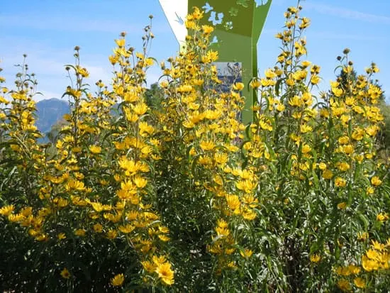 Pretty Flowering Tall Perennials Maximillian Sunflower Tall Perennial Flowers Maximillian Sunflower