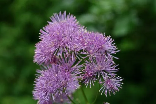 Pretty Flowering Tall Perennials Meadow Rues Tall Perennial Flowers Meadow Rues