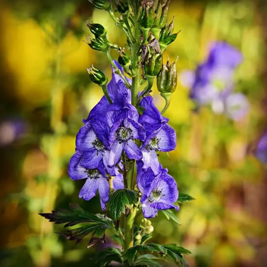 Pretty Flowering Tall Perennials Monkshoods Tall Perennial Flowers Perennials Monkshoods