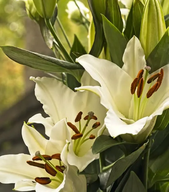 Pretty Flowering Tall Perennials Oriental Lily Tall Perennial Flowers Oriental Lily