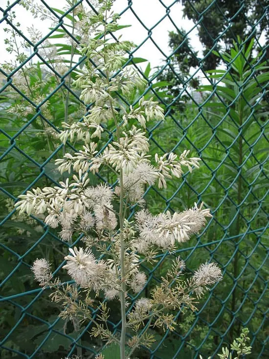 Tall Perennial Flowers Plume Poppy