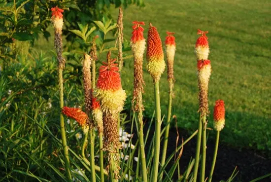 Tall Perennial Flowers Red Hot Poker