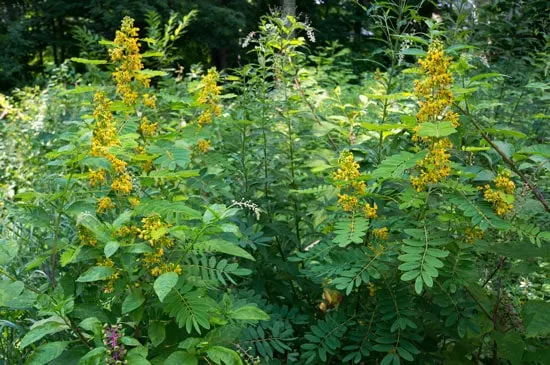 Tall Perennial Flowers Wild Senna