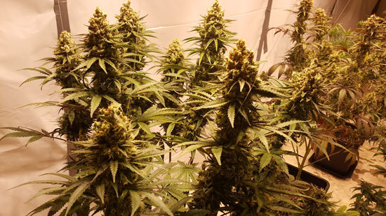 What Happens When Humidity Is Low In Grow Tent What Happens When Humidity Is Low In Grow Tent