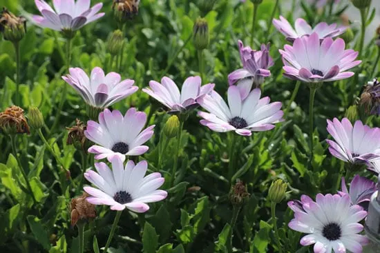 Wind Tolerant Flowers for Home African Daisies Tall Perennial Flowers - Boltonia