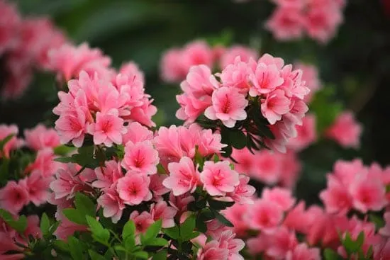 Wind Tolerant Flowers for Home Azalea