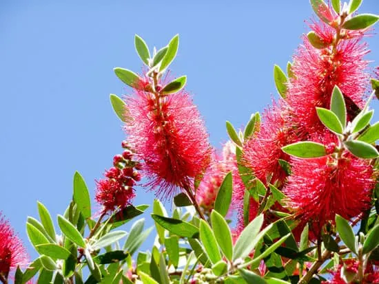 Wind Tolerant Flowers for Home Bottlebrush