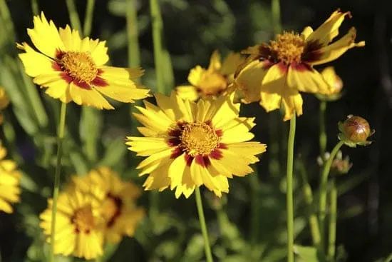 Wind Tolerant Flowers for Home Coreopsis 1 Wind Tolerant Flowers for Home Coreopsis 1
