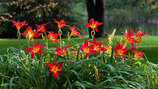 Wind Tolerant Flowers for Home Daylily